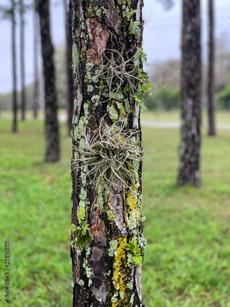Obraz Moss on tree in forest