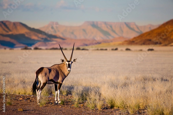 Fototapeta Oryx antelope and orange dunes in Sossusvlei - Namib - Namibia