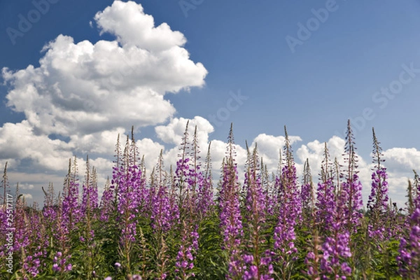 Obraz Blooming sally