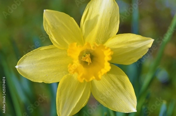 Fototapeta A colourful Spring daffodil