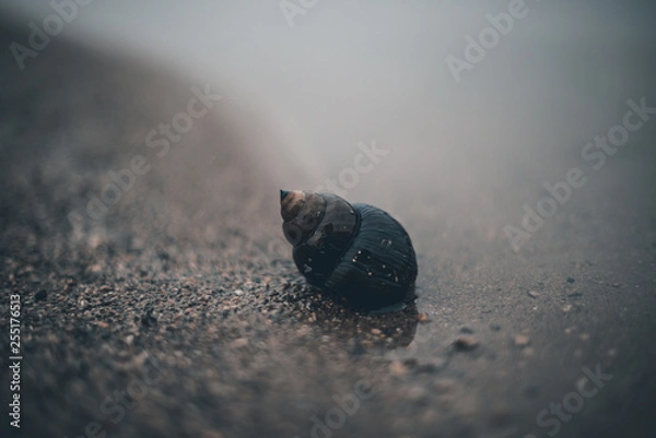 Obraz Shell on a Gloomy Beach