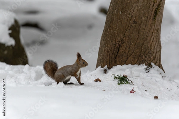 Fototapeta エゾリス2