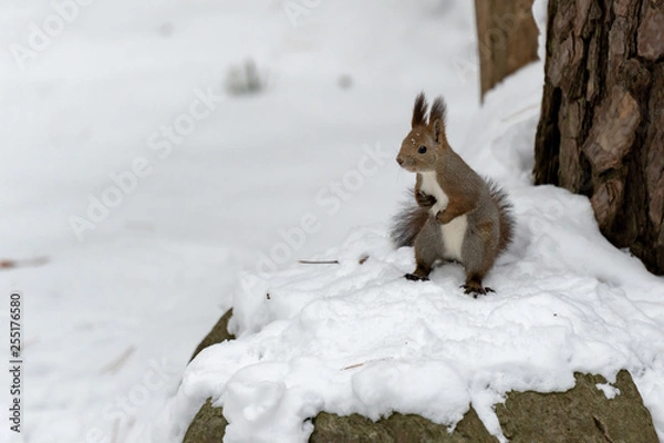 Fototapeta エゾリス1