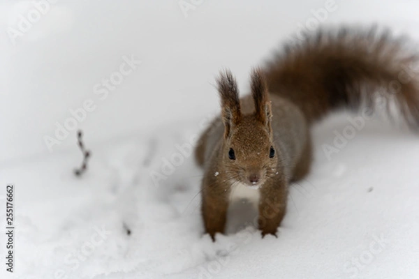 Fototapeta エゾリス3