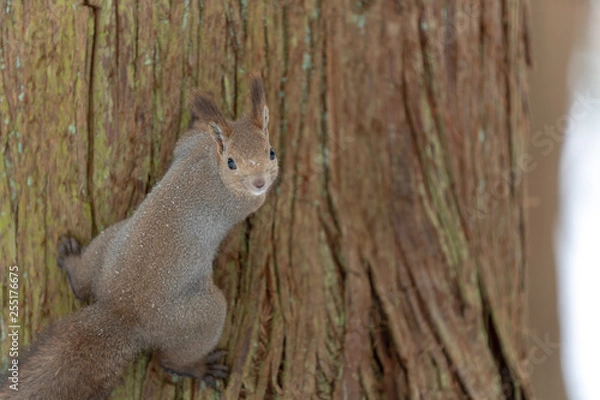 Fototapeta エゾリス4