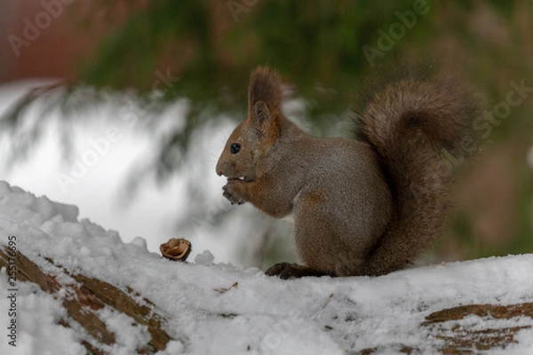 Fototapeta エゾリス5