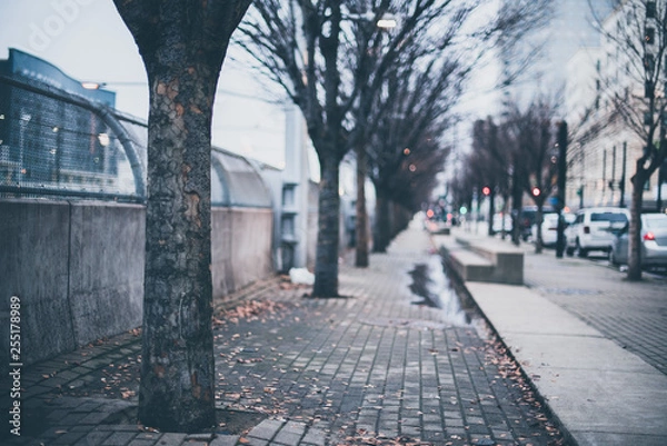 Obraz Trees Lining Sidewalk