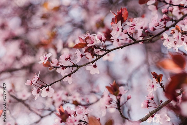 Fototapeta Spring cherry blossoms, pink flowers