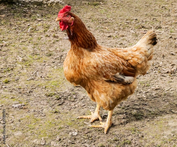 Obraz gallina da uova