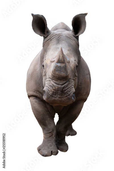 Obraz White Rhino