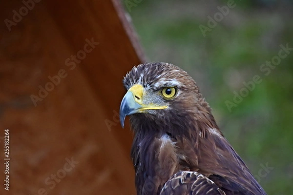 Obraz Eagle, king of the sky and beautiful predator