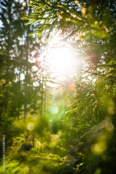 Obraz Sun rays through the Carpathian pines