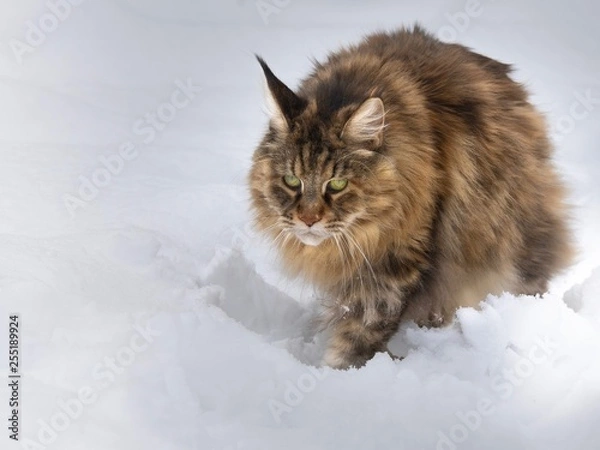 Obraz Maine Coon im Schnee