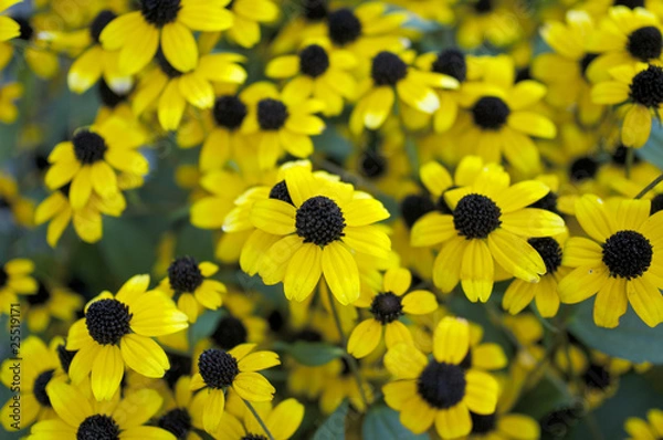 Obraz ルドベキアの花