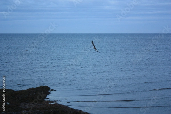 Obraz Bird over sea.