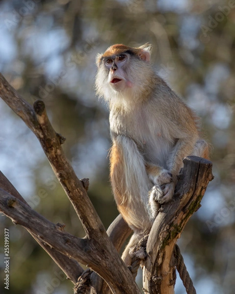 Fototapeta pats monkey is sitting on the branch