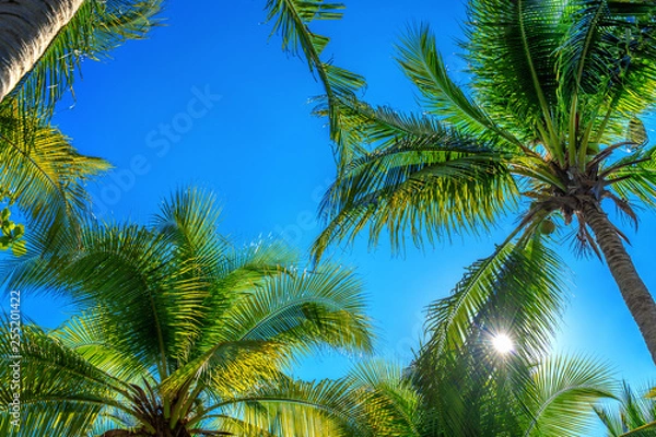 Obraz Coconut Palm trees. Tropical background.