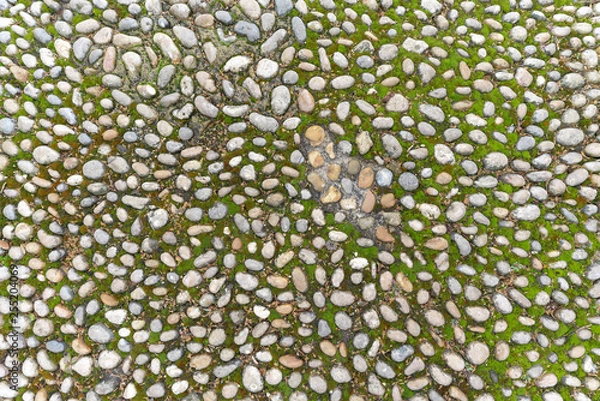 Fototapeta moss on a stone