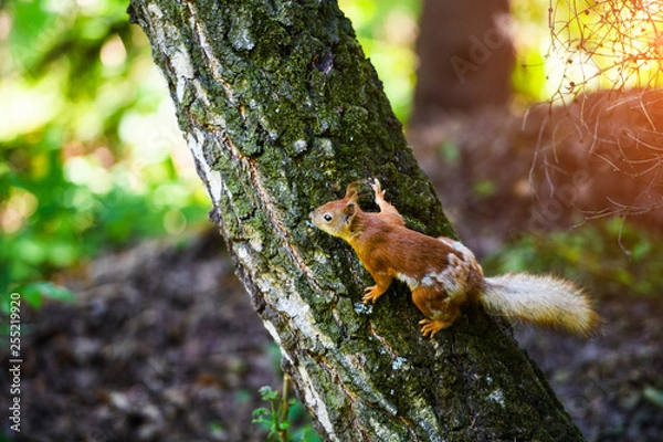 Fototapeta Portrait of red squirrel sitting on a branch