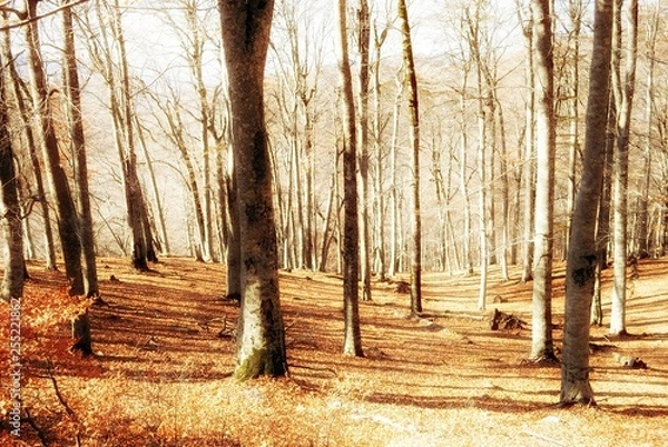 Fototapeta path in forest