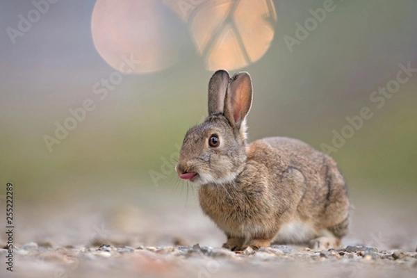 Obraz Freches Kaninchen