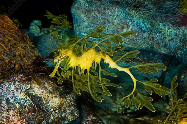 Obraz Smok morski liściasty