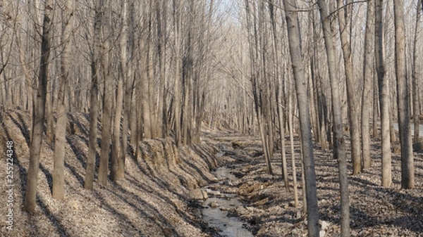 Obraz trees in forest and streamlet