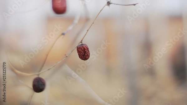 Obraz red jujubes on a branch