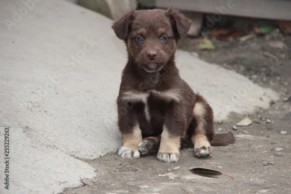 Obraz Щенок. Друг