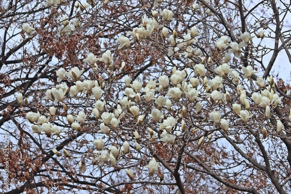 Fototapeta 초봄 모란꽃