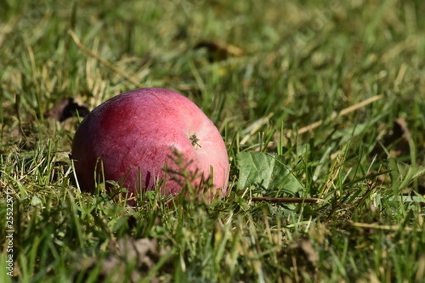Obraz apple on grass