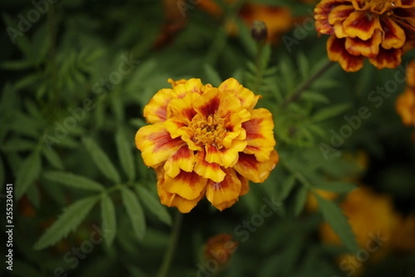 Obraz marigold