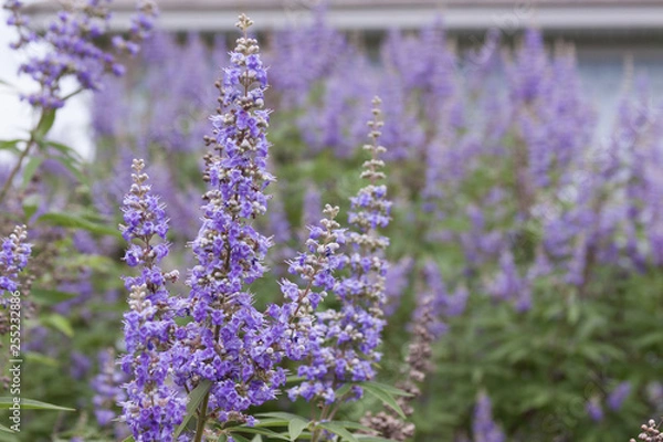 Fototapeta Vitex Chaste Tree