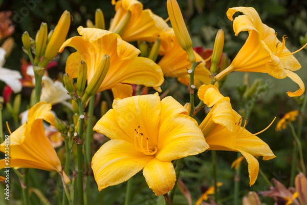 Obraz yellow group daylily