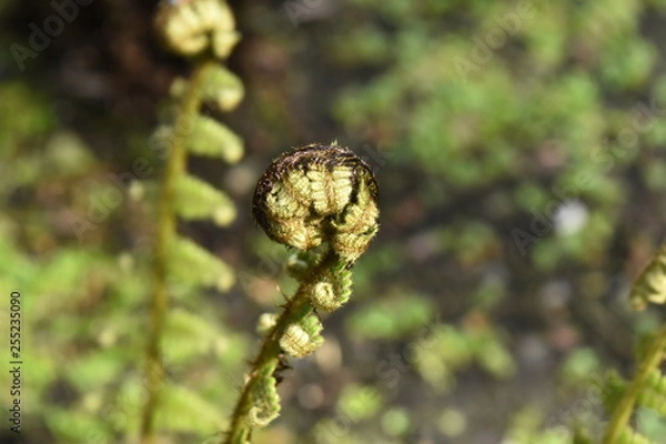 Obraz fern shoot
