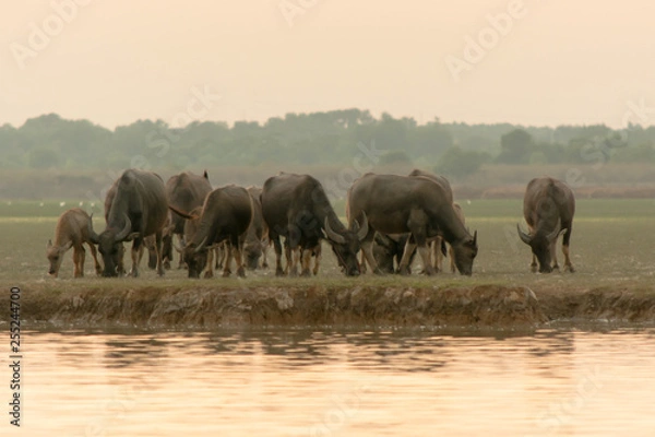 Obraz swamp buffalo in peat swamp around lagoon
