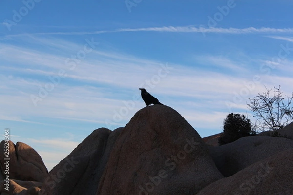 Fototapeta wildlife sunset