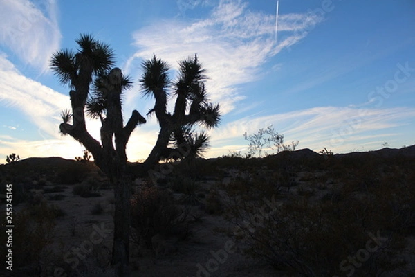 Fototapeta Joshua tree 