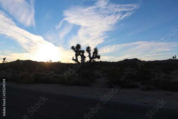 Fototapeta Joshua tree 
