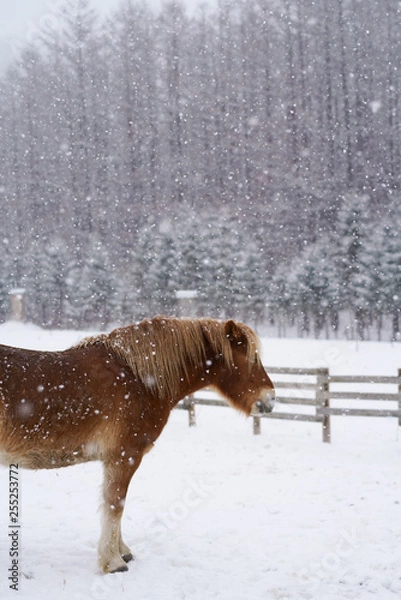 Fototapeta 冬の道産子