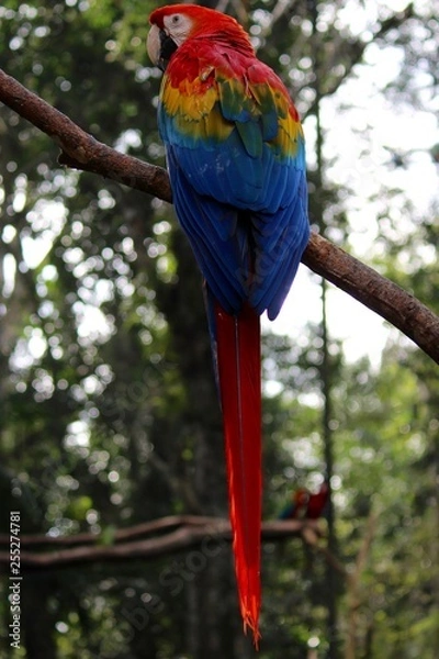 Fototapeta Macaw