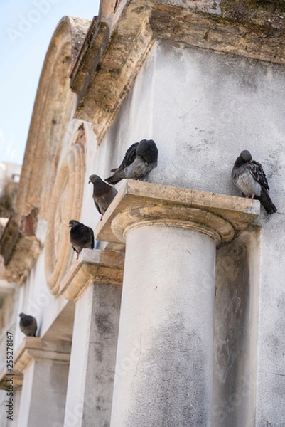 Obraz Feathered-Visitor-043