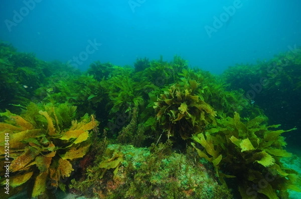 Fototapeta Flat rocky reef with areas of dense kelp forest and relatively barren surfaces covered with just scarce short algae.