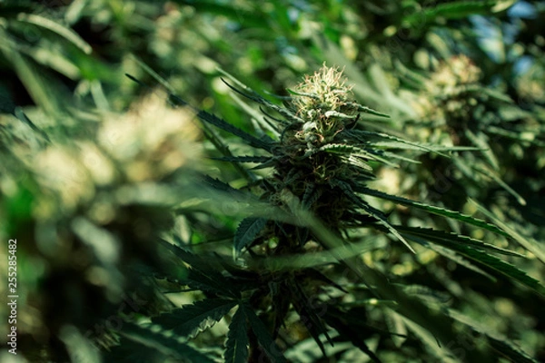 Obraz Cannabis Bud 9