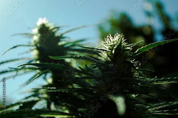 Obraz Cannabis Bud 8