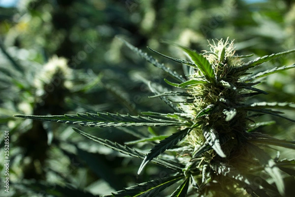 Obraz Cannabis Bud 7