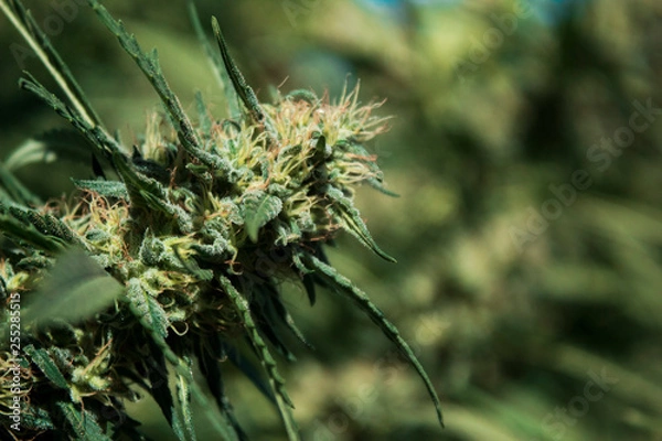 Obraz Cannabis Bud 6