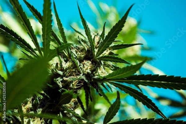 Obraz Cannabis Bud 5