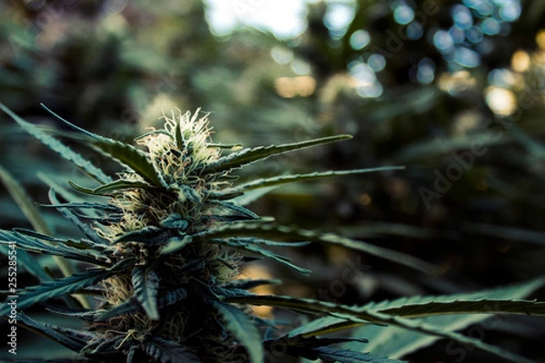 Obraz Cannabis Bud 2