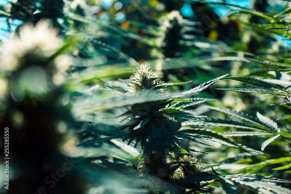 Obraz Cannabis Bud 1